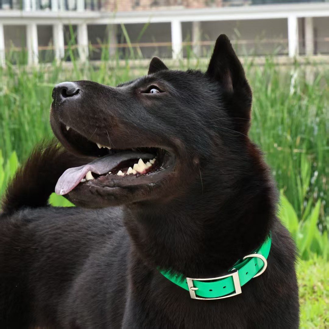 2.5cm Wide Heavy‑Duty TPU Dog  - Outdoor Hunting Dog Collar recension och pris